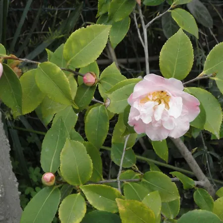 Διαμέρισμα Rita's On The Sea *