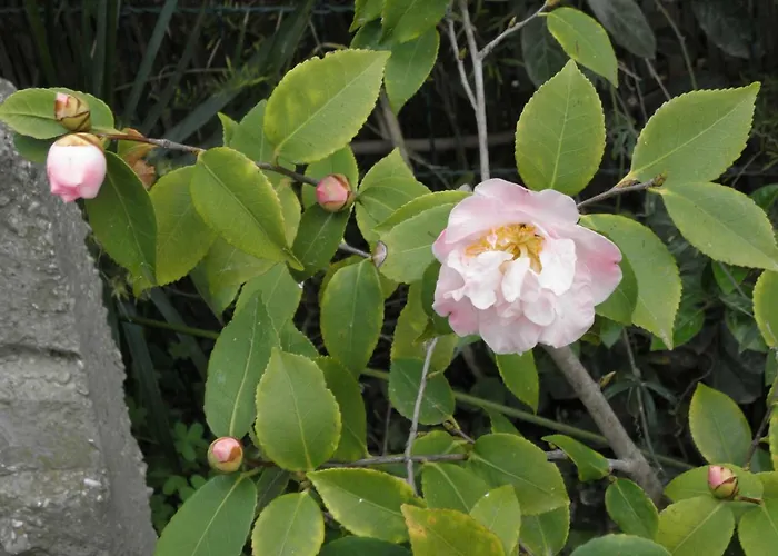 Апартаменты Rita's On The Sea *