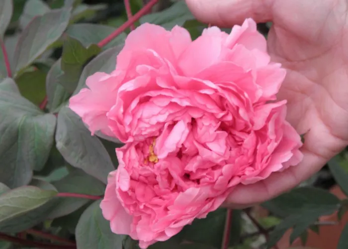 Apartamento Rita's On The Sea